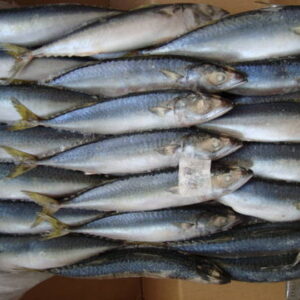 Frozen Pacific Mackerel