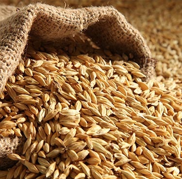buy barley online